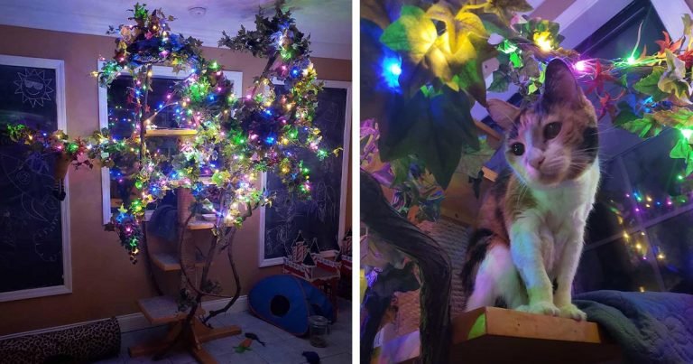 Gatita mayor ama tanto la Navidad que su familia le regala un árbol todo el año
