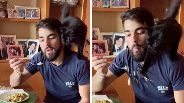 Gatita servicial le dice a su papá cuándo ha comido lo suficiente