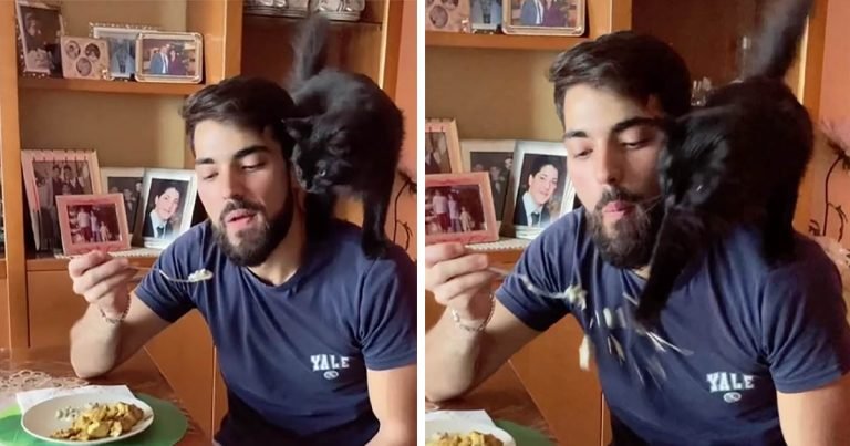 Gatita servicial le dice a su papá cuándo ha comido lo suficiente