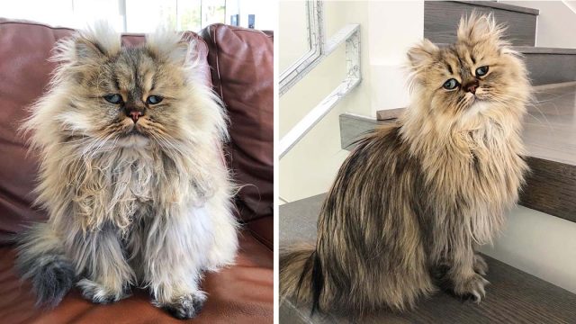 Gatito bizco parece tener un mal día con su pelo despeinado y su cara melancólica