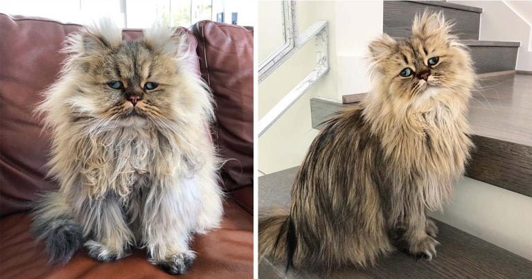 Gatito bizco parece que tiene un mal día con su pelo despeinado y su cara melancólica
