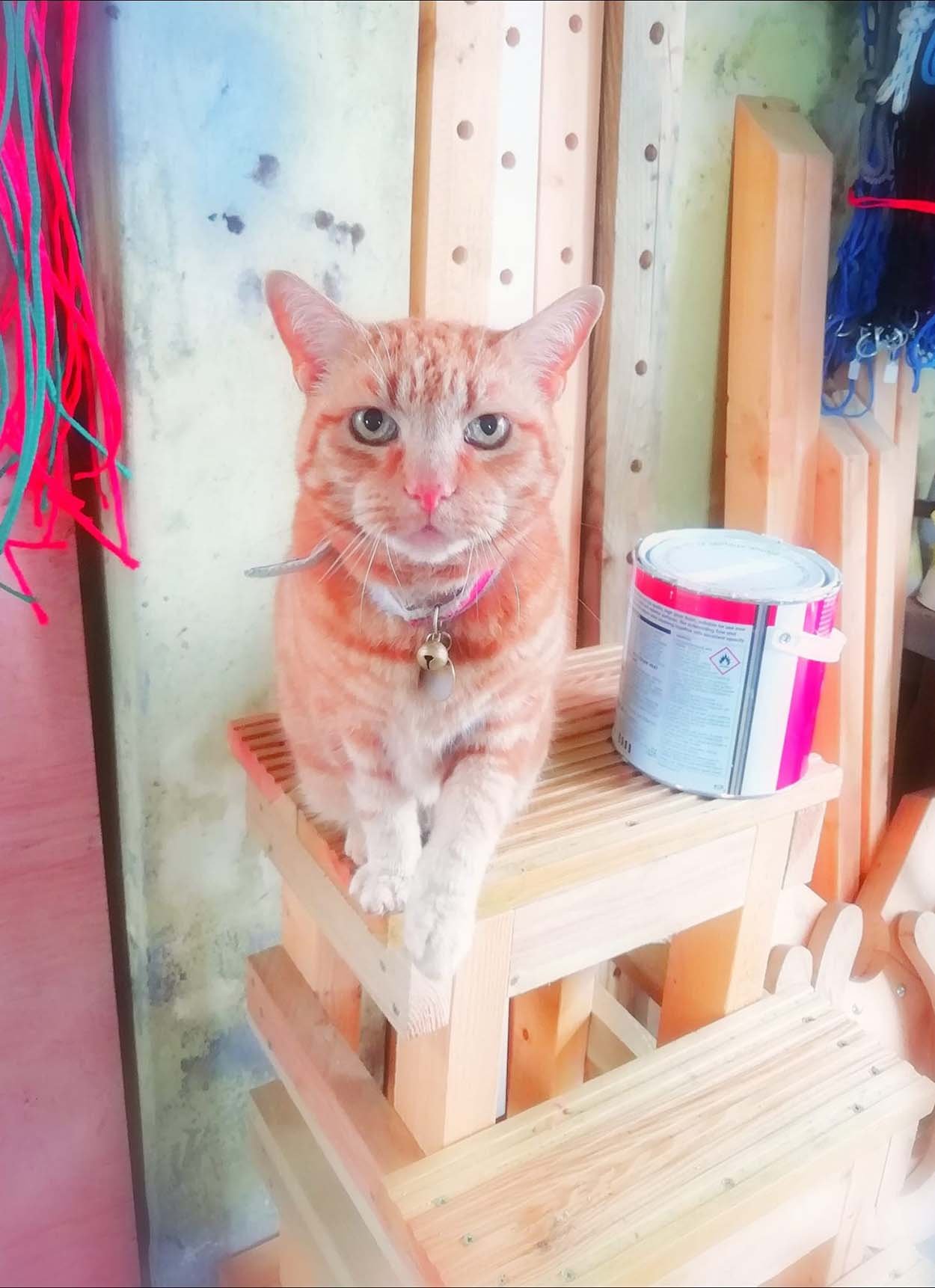 Mujer instala una cámara y ve cómo su gato interrumpe constantemente su sueño 3 Gatito naranja