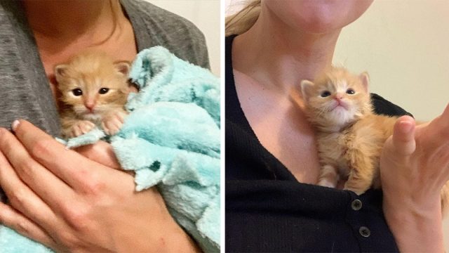 Gatito se gana los corazones de la familia que lo salvó y se transforma en un lindo gato