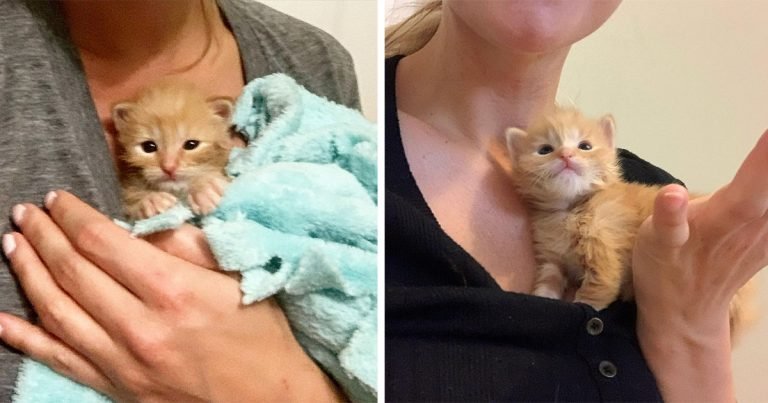 Gatito se gana los corazones de la familia que lo salvó y se transforma en un lindo gato