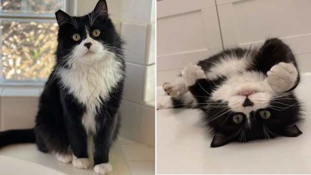 Gatito sin hogar elige la casa adecuada