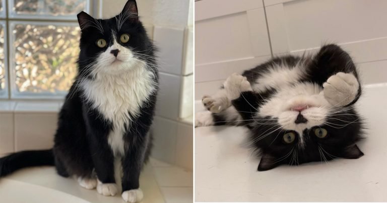 Gatito sin hogar elige la casa adecuada