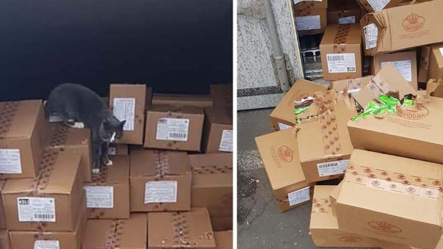 Gato atrapado dentro de un contenedor durante 3 semanas sobrevive comiendo dulces