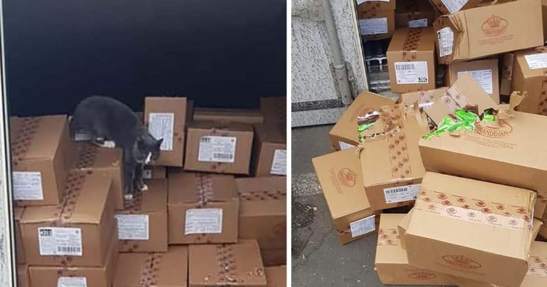 Gato atrapado dentro de un contenedor durante 3 semanas sobrevive comiendo dulces