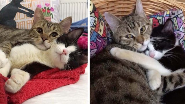 Gato con 3 patas toma a un gatito paralítico bajo su cuidado y su amistad florece