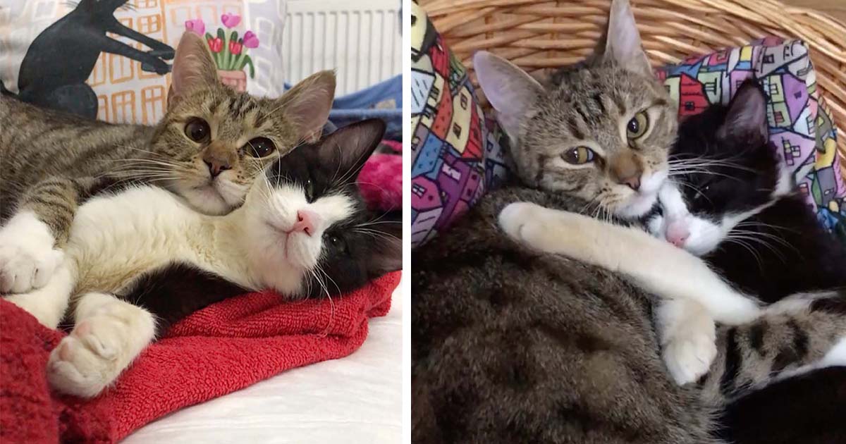 Gato con 3 patas toma a un gatito paralítico bajo su cuidado y su amistad florece