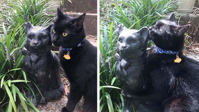 Gato se enamora de una estatua que se parece a él