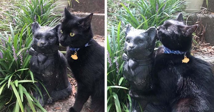 Gato se enamora de una estatua que se parece a él