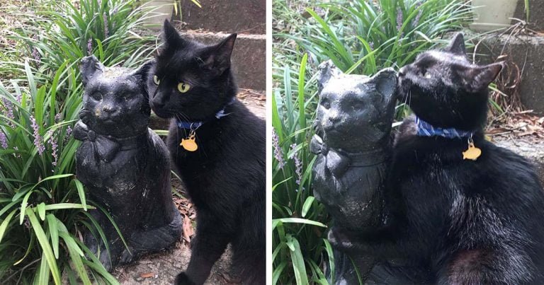 Gato se enamora de una estatua que se parece a él