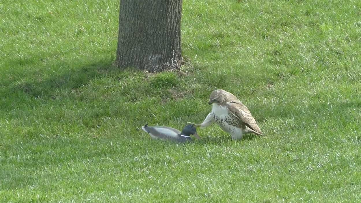 Falcon does not understand why the duck is not afraid of him