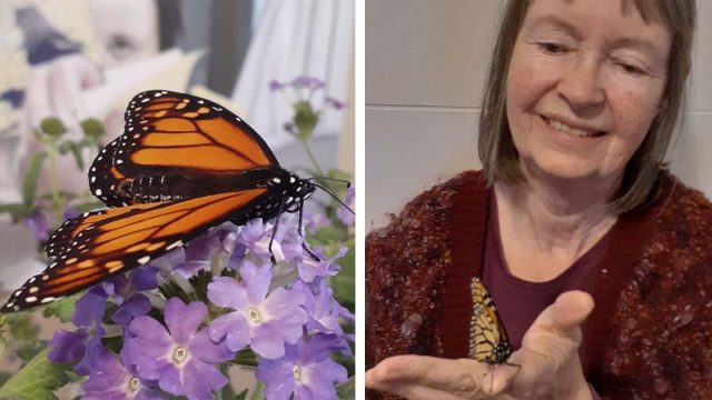 Mujer abre su casa a una mariposa solitaria que necesitaba un amigo