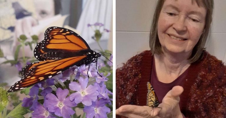 Mujer abre su casa a una mariposa solitaria que necesitaba un amigo