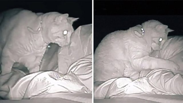 Mujer instala una cámara y ve cómo su gato interrumpe su sueño