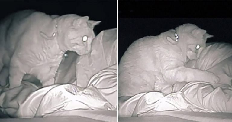 Mujer instala una cámara y ve cómo su gato interrumpe constantemente su sueño