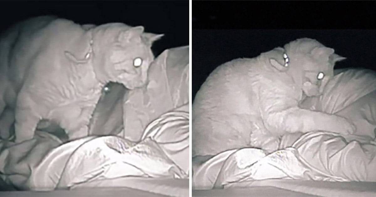 Mujer instala una cámara y ve cómo su gato interrumpe su sueño