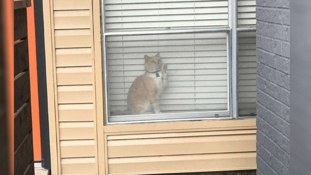 Mujer ve a su gato en la ventana del apartamento de otra persona
