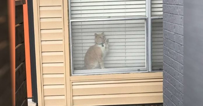 Mujer ve a su gato en la ventana del apartamento de otra persona