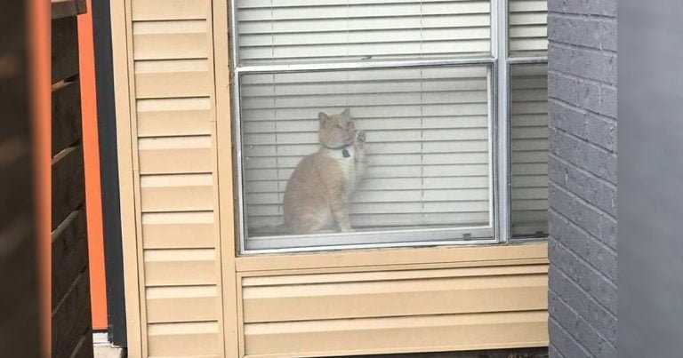 Mujer ve a su gato en la ventana del apartamento de otra persona