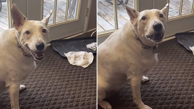 Perrita sorda inventa su forma de hablar