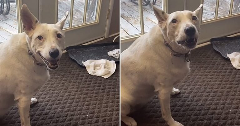 Perrita sorda inventa su forma de hablar