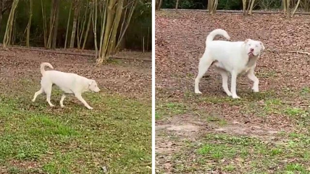 Perro ciego tiene la reacción más dulce después de oler el aroma de su mejor amigo