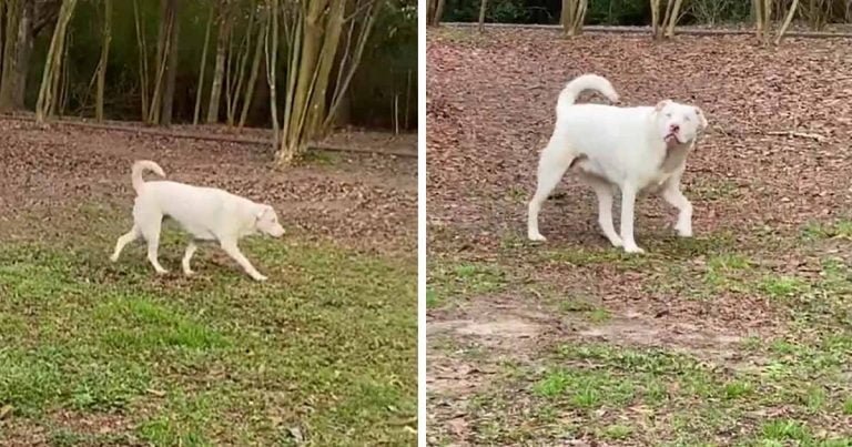 Perro ciego tiene la reacción más dulce después de oler el aroma de su mejor amigo