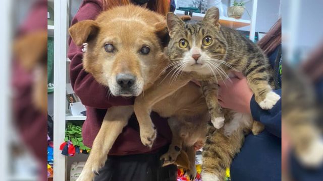 Perro ciego y su hermano gato entregados a un refugio necesitan un hogar amoroso