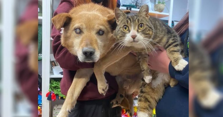 Perro ciego y su hermano gato entregados a un refugio necesitan un hogar amoroso