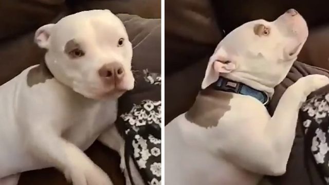 Perro finge que no sabe quién destruyó las chanclas de mamá