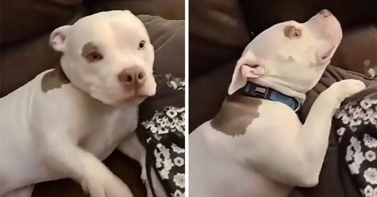 Perrita finge que no sabe quién destruyó las sandalias de mamá
