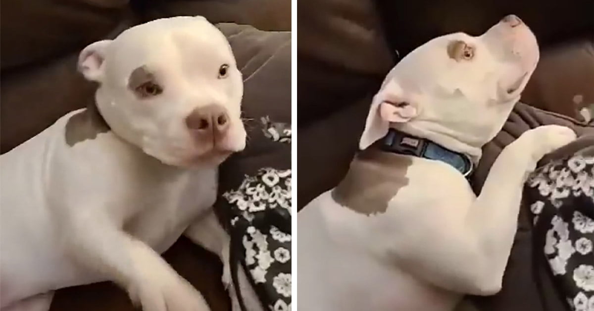 Perro finge que no sabe quién destruyó las chanclas de mamá