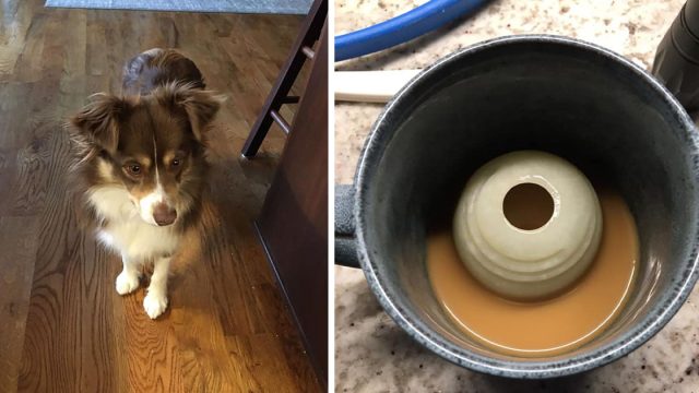 Perro que quiere jugar a la pelota la pone en el lugar que sabe que mamá la verá