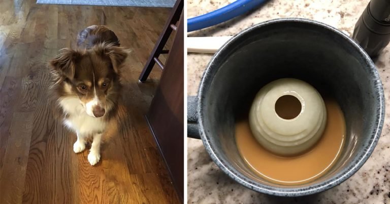 Perrita que quiere jugar a la pelota la pone en el lugar que sabe que mamá la verá