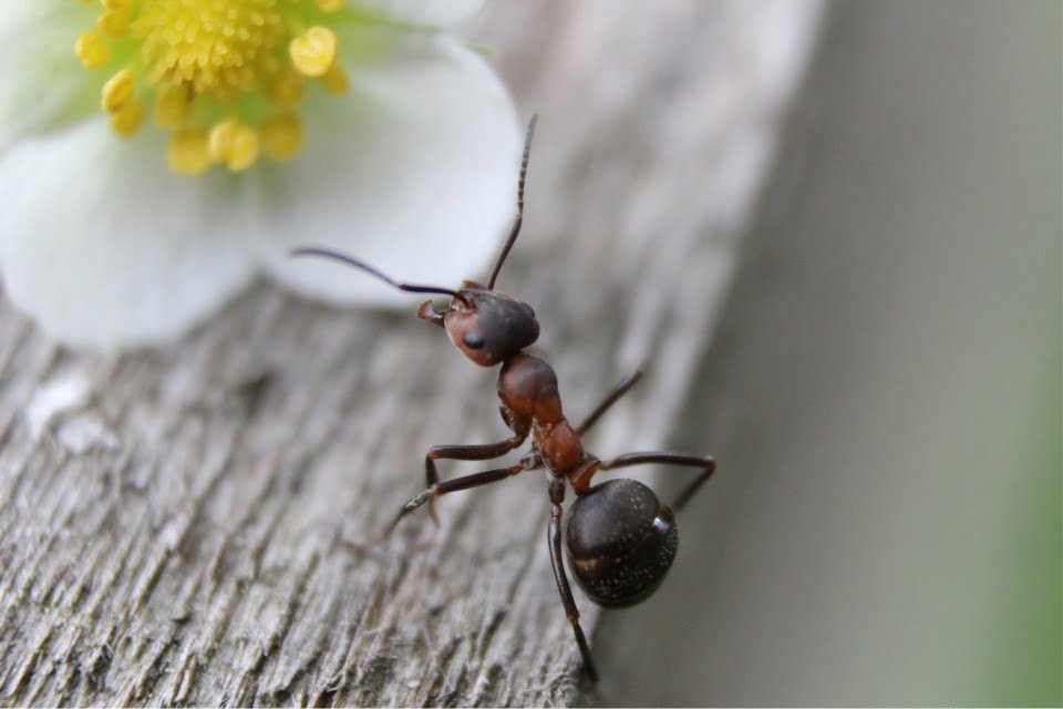 Curiosidades sobre las hormigas que deberías conocer 1 foto de una hormiga donde muestra que no tiene orejas