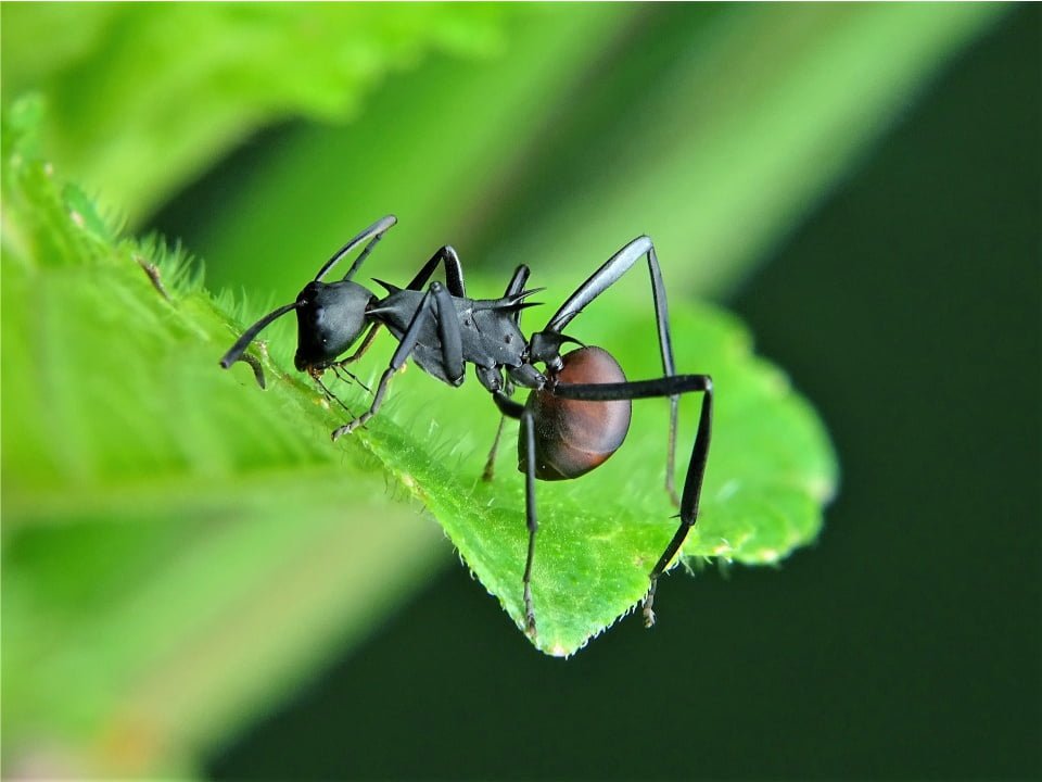 Curiosidades sobre las hormigas que deberías conocer 3 hormigas comen hojas verdes