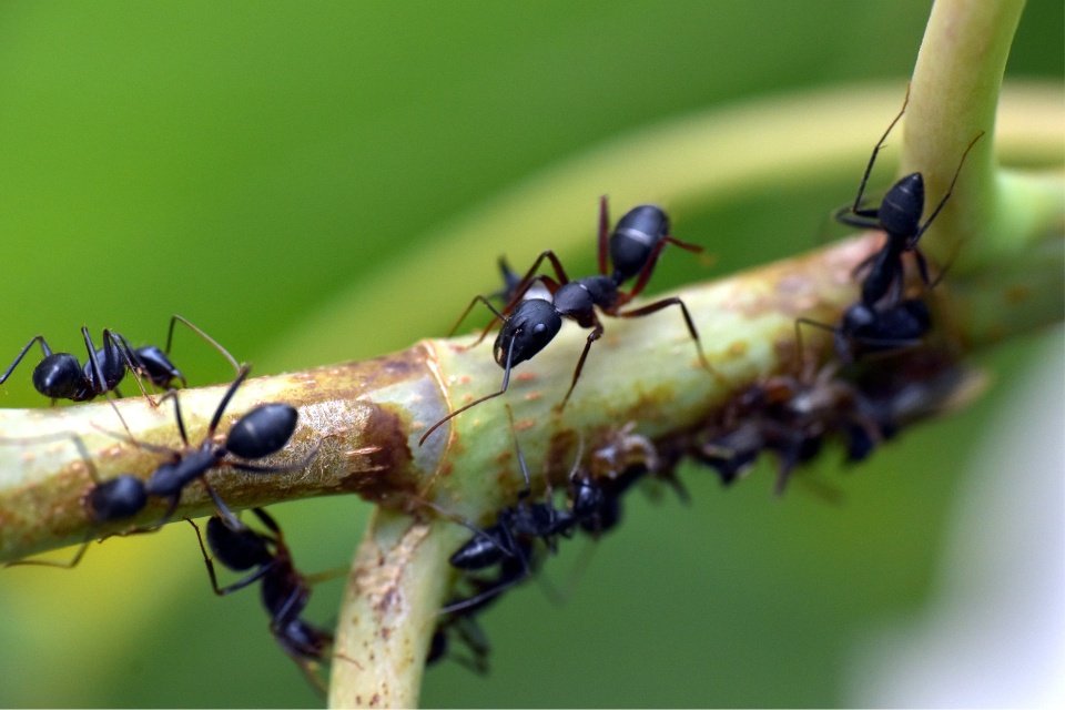 hormigas en arbol recolectando comida