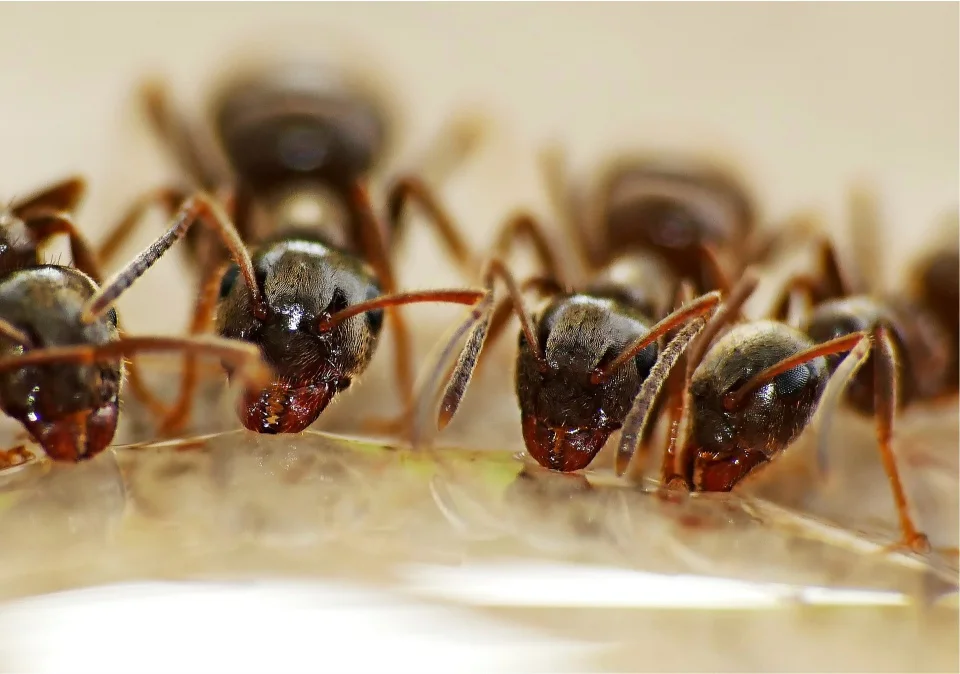 hormigas tomando agua