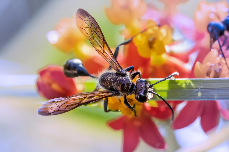 hormigas voladoras