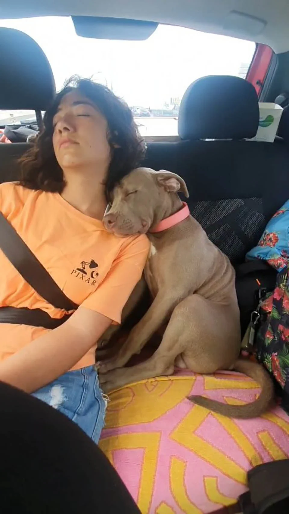 Adorable cachorro dormido