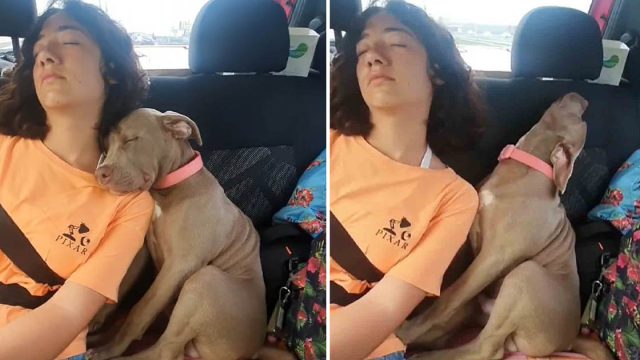 Adorable cachorro se duerme de una manera divertida en este video viral de TikTok
