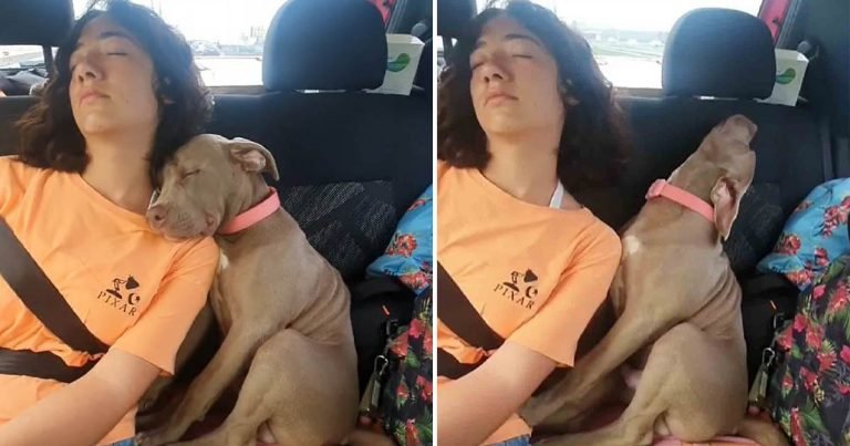 Adorable cachorro se duerme de una manera divertida junto a su persona favorita