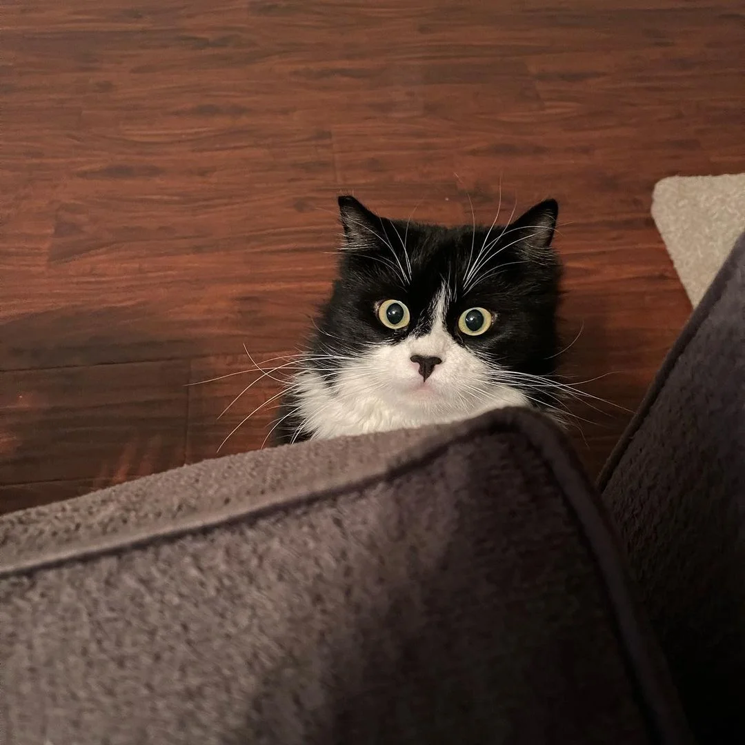 Adorable felino negro