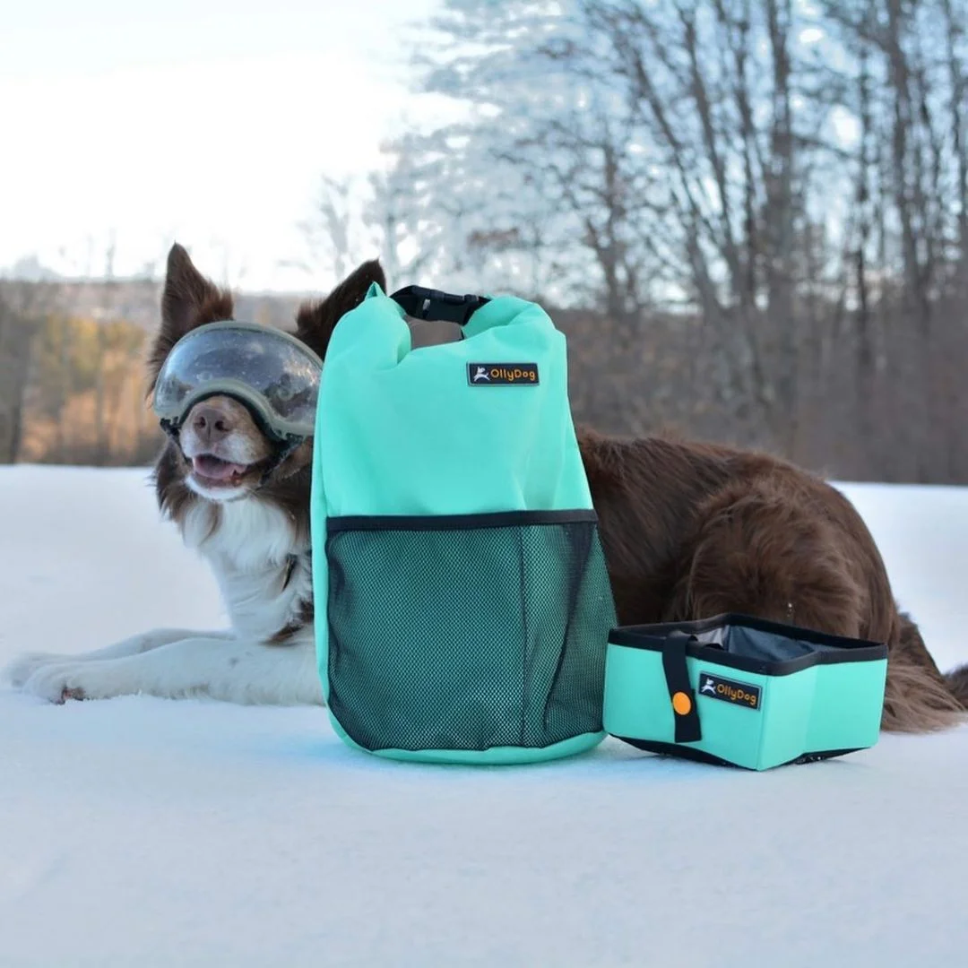 Adorable perrita en la nieve