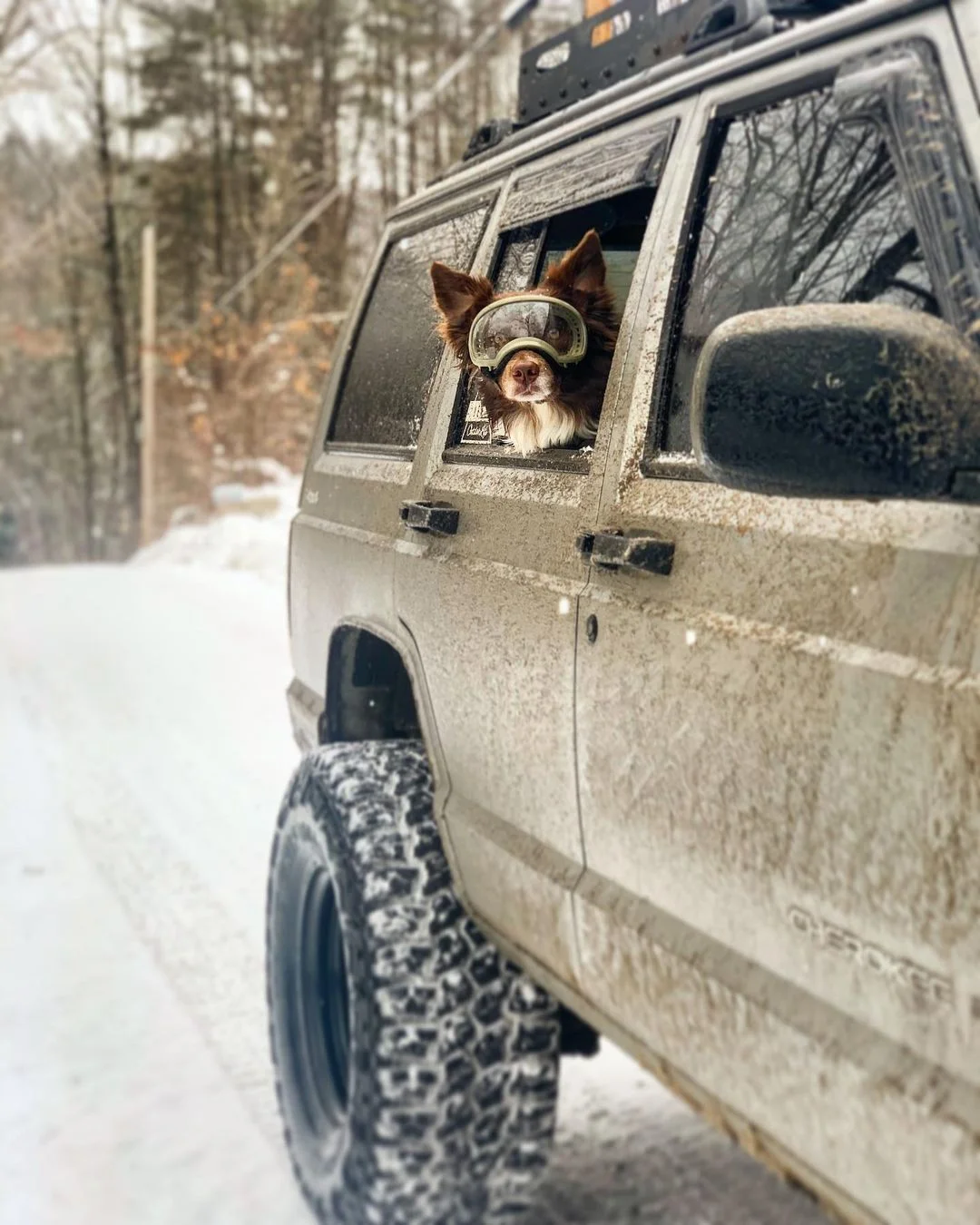 Adorable perro y sus gafas