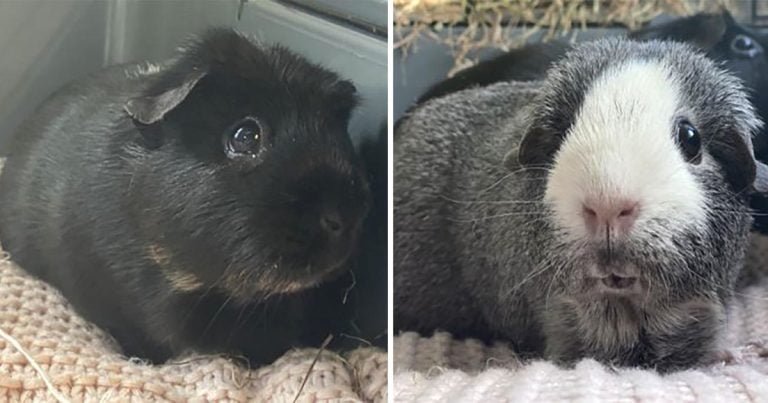 Conejillo de indias ciego y su hermana ‘guía’ buscan hogar después de ser abandonados