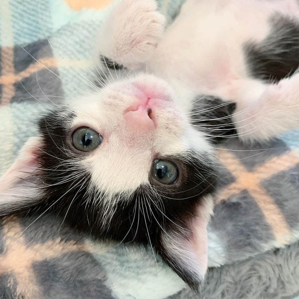 Gatito encontrado como polizón, resultó que cuidaba de otros gatitos necesitados 7 Dulce Kolbe